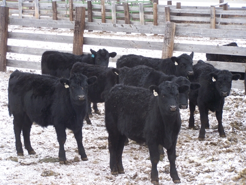 Calves in Snow